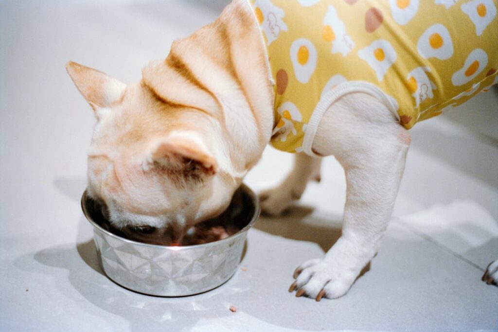 French bulldog eating from bowl